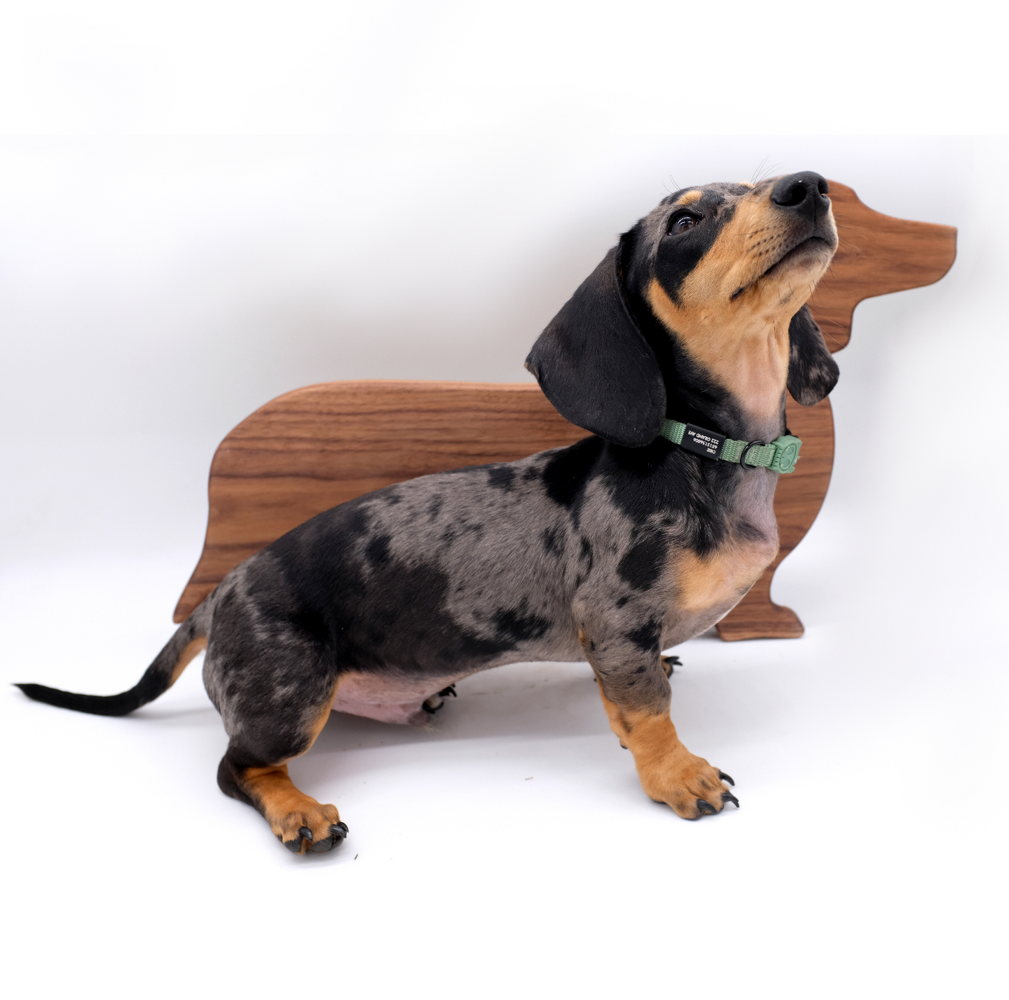 Doxxy (dachshund)